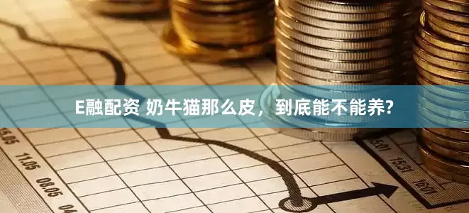 E融配资 奶牛猫那么皮，到底能不能养?